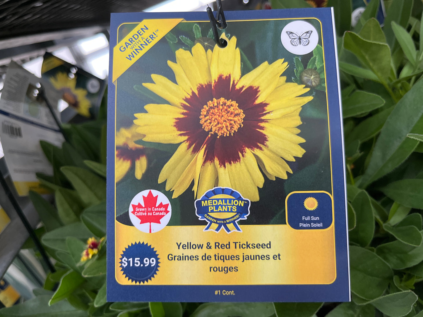 Yellow and red tickseed