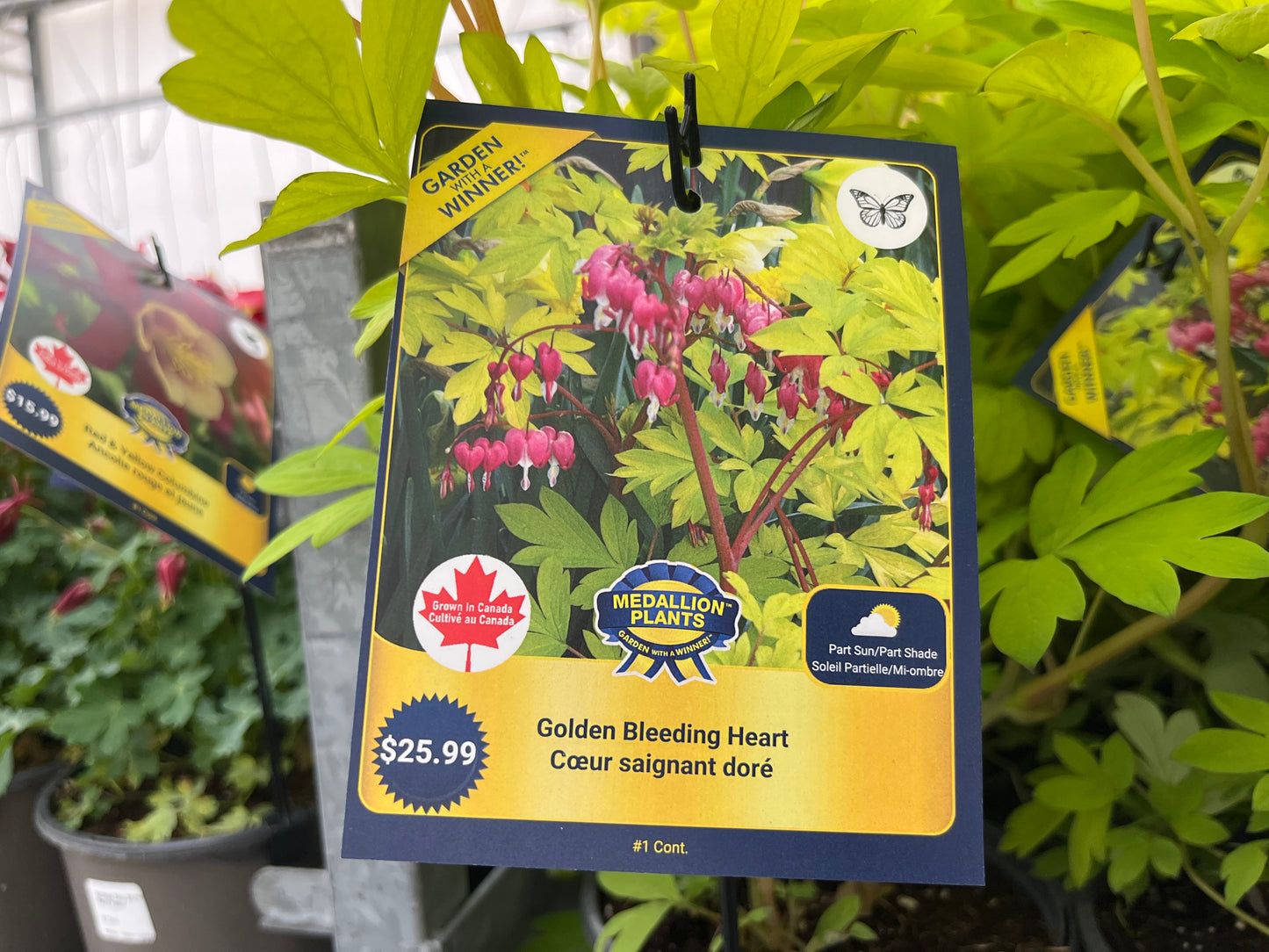 Golden Bleeding Heart
