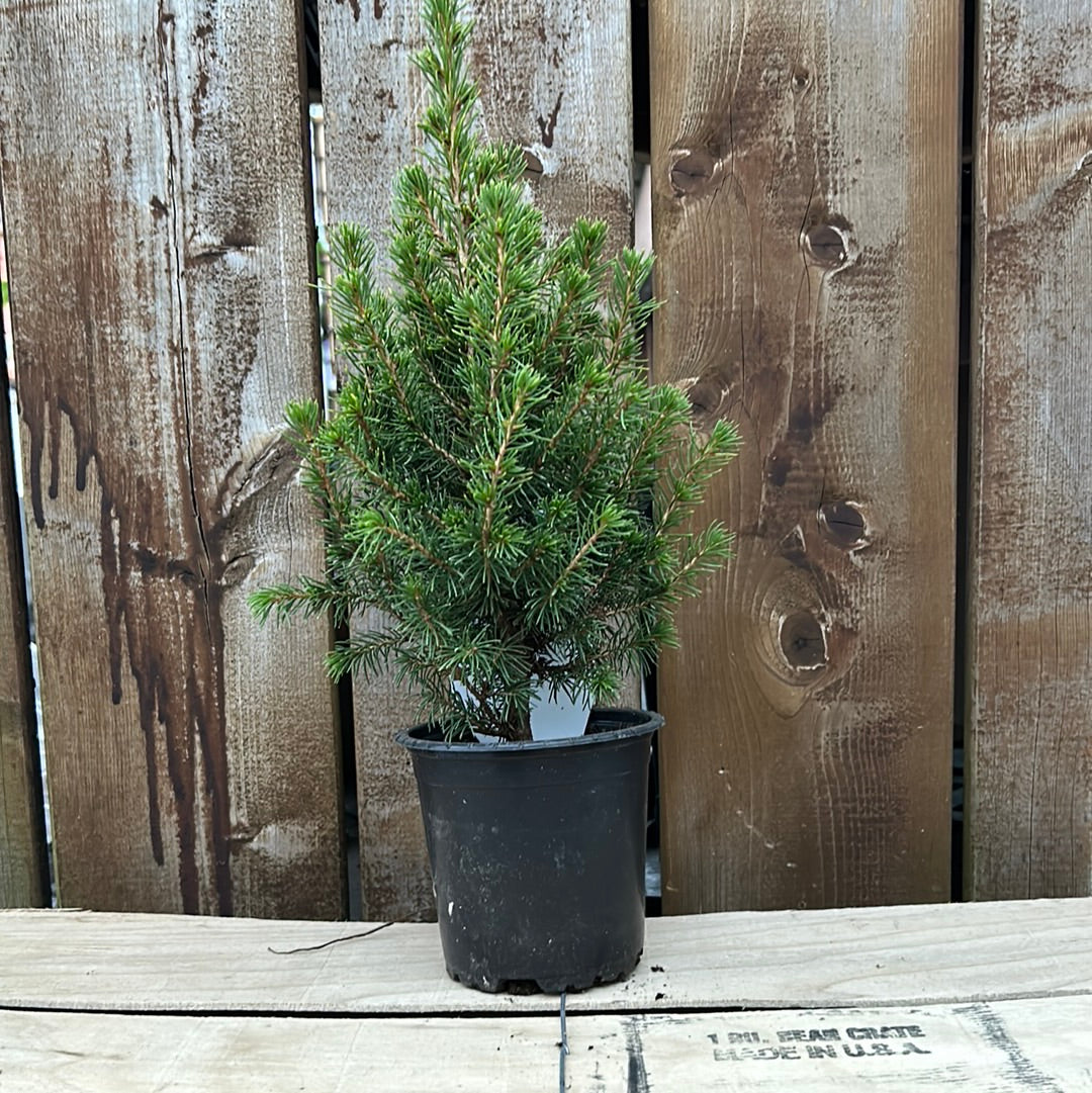 4” Dwarf Alberta Spruce