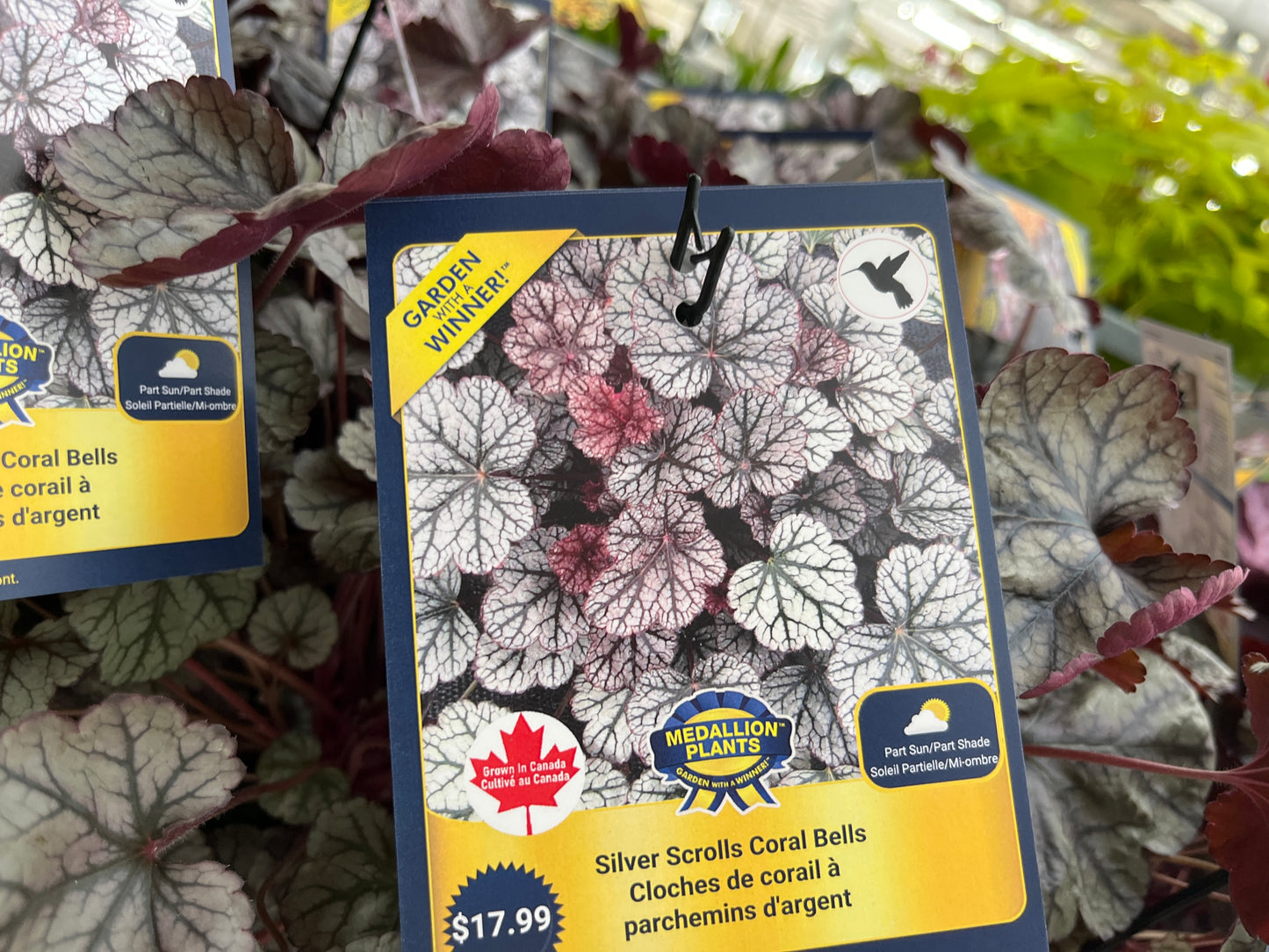 Silver Scrolls Coral Bells