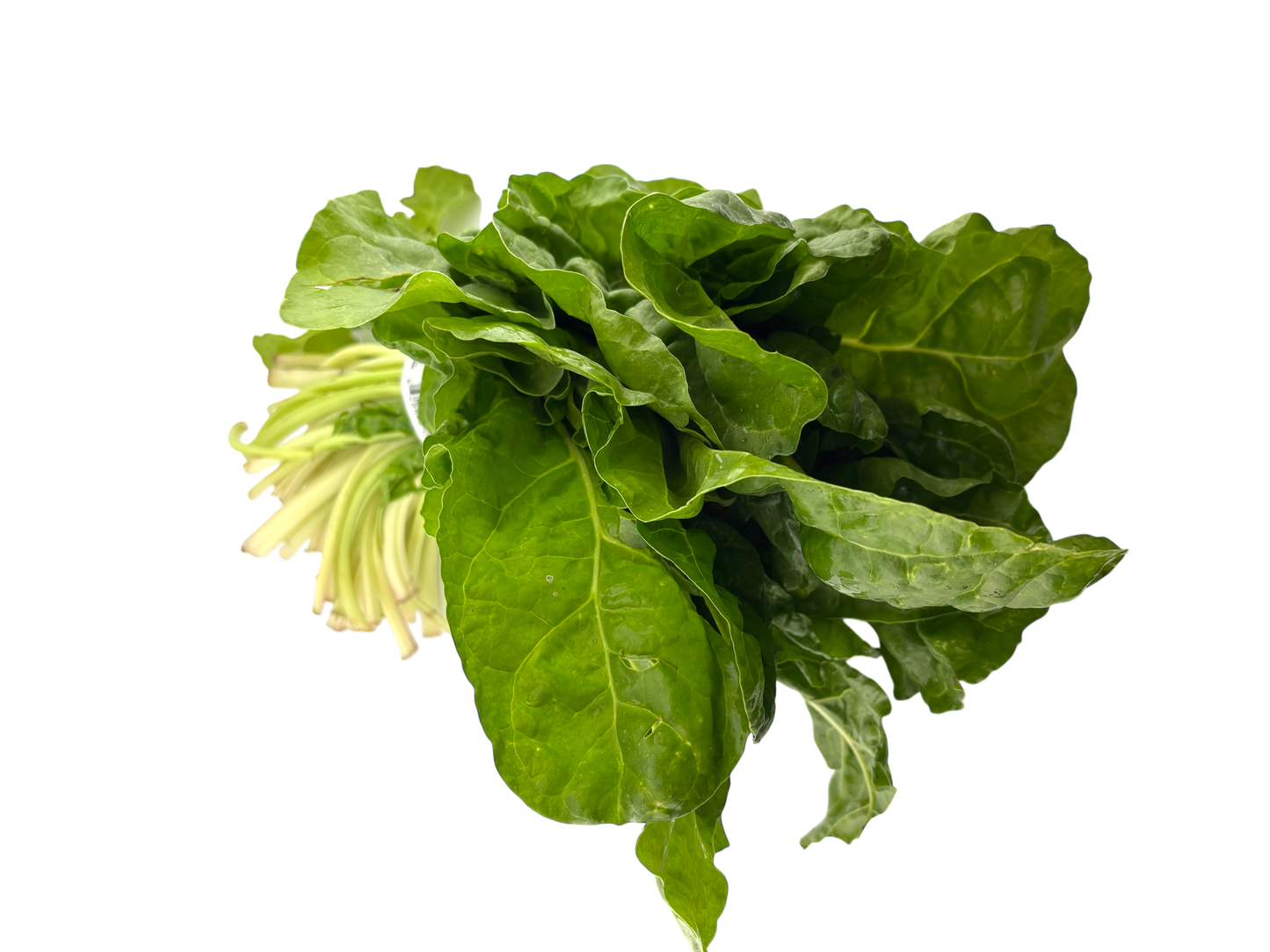 Green Swiss Chard - Local