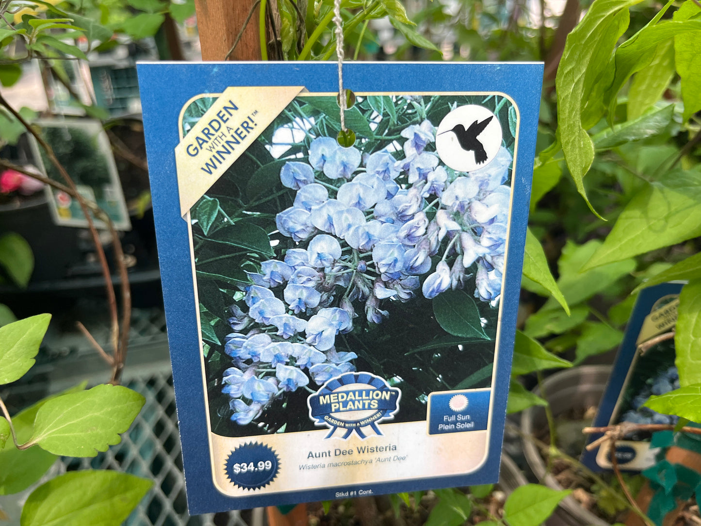 Aunt Dee Wisteria