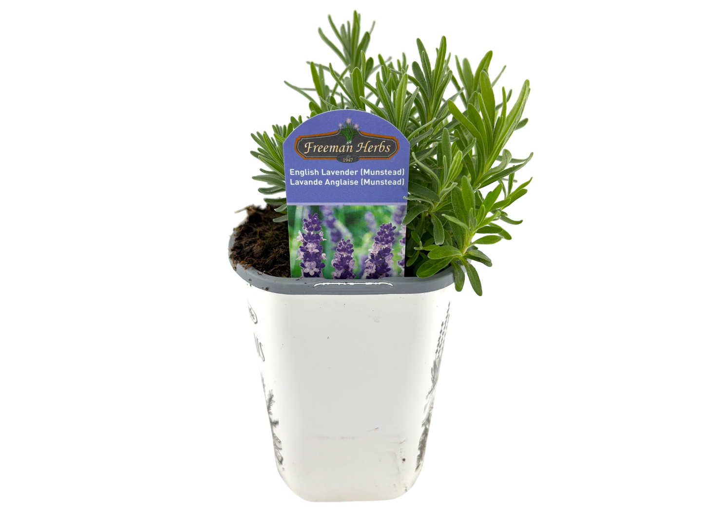 4" Lavender
