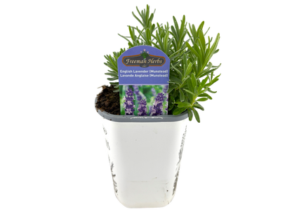 4" Lavender