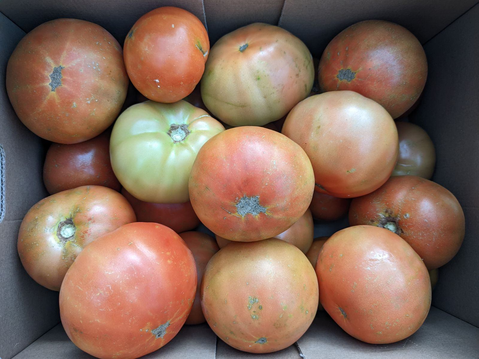 20lb Box of Imperfect Tomatoes