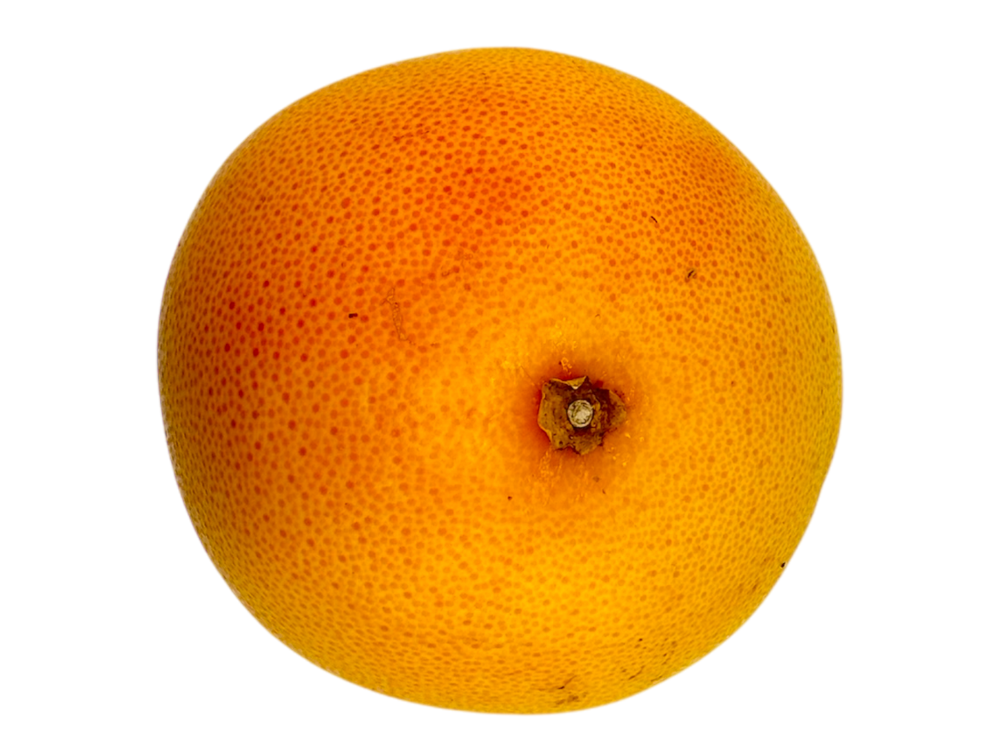 Grapefruit - Medium Sized