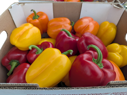 Imperfect Mixed Bell Peppers - Half bushel