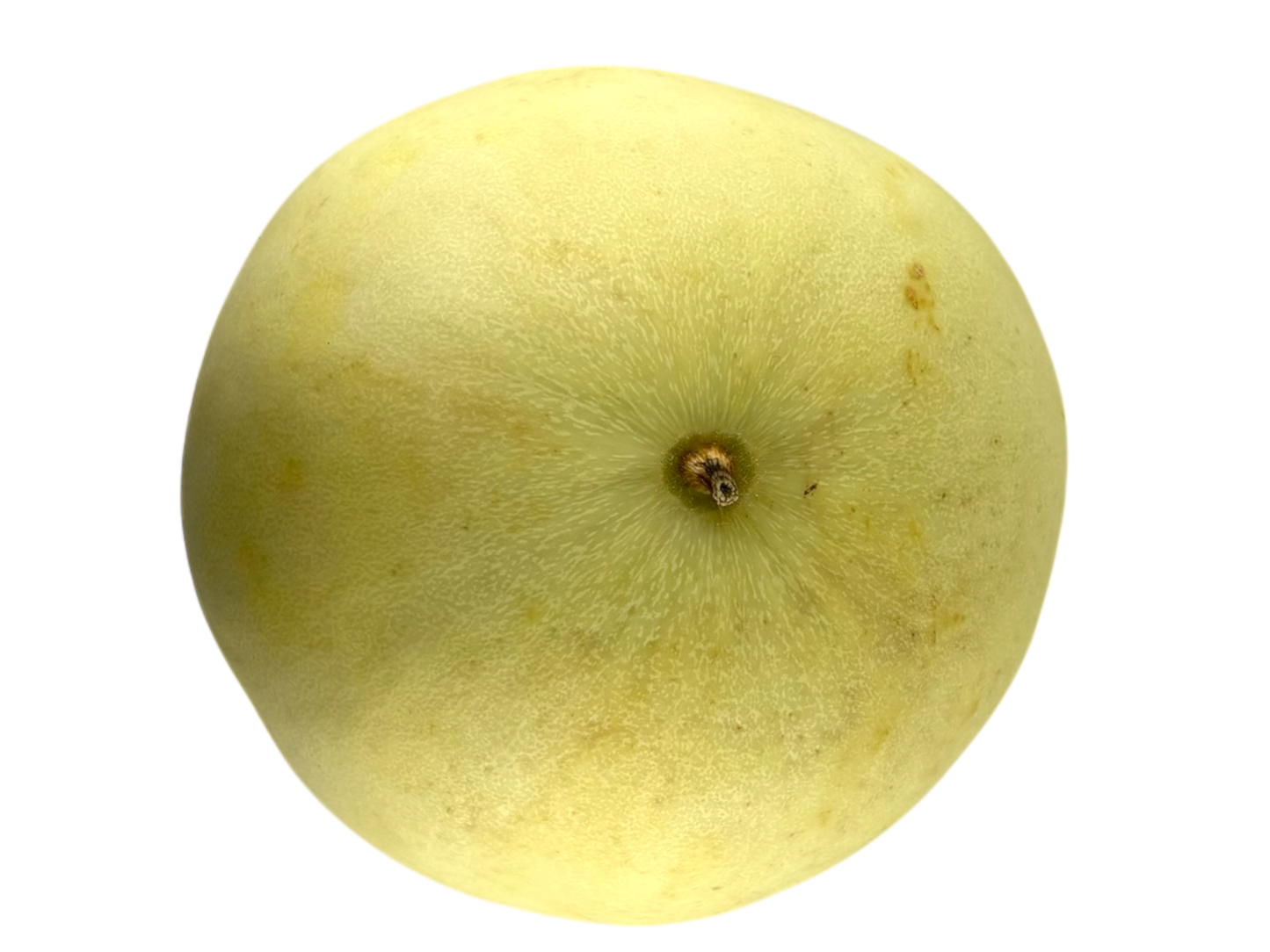 Large Honeydew Melon