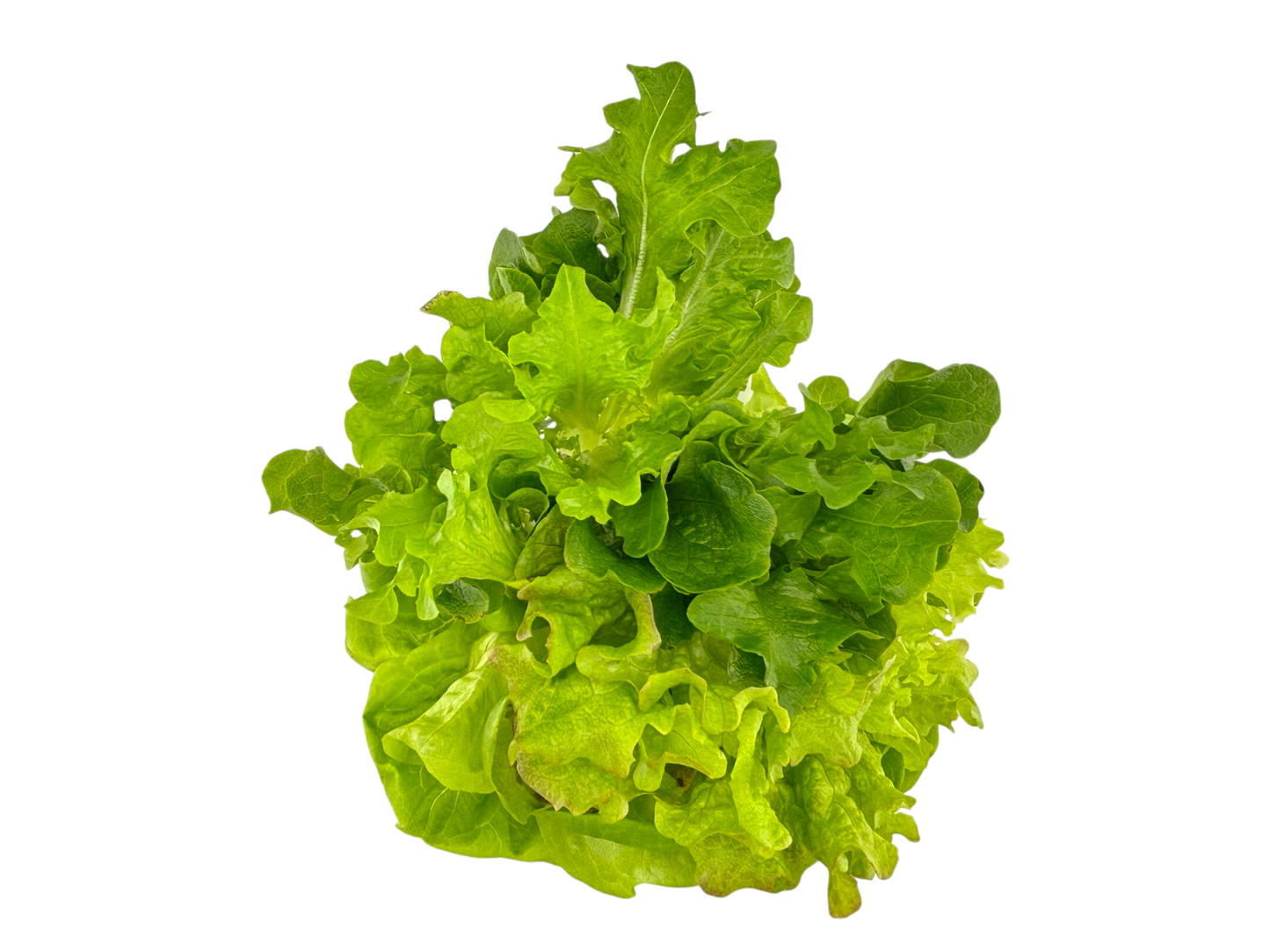 Rooted Mixed Leaf Lettuce - Local