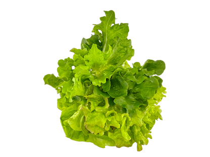 Rooted Mixed Leaf Lettuce - Local