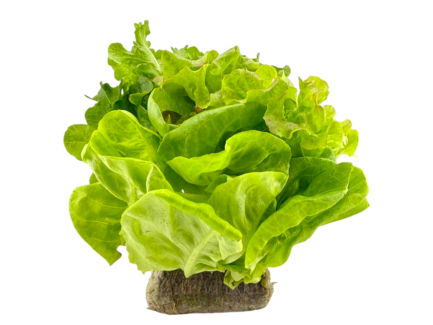 Rooted Mixed Leaf Lettuce - Local