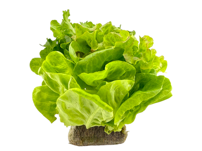 Rooted Mixed Leaf Lettuce - Local