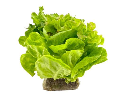 Rooted Mixed Leaf Lettuce - Local