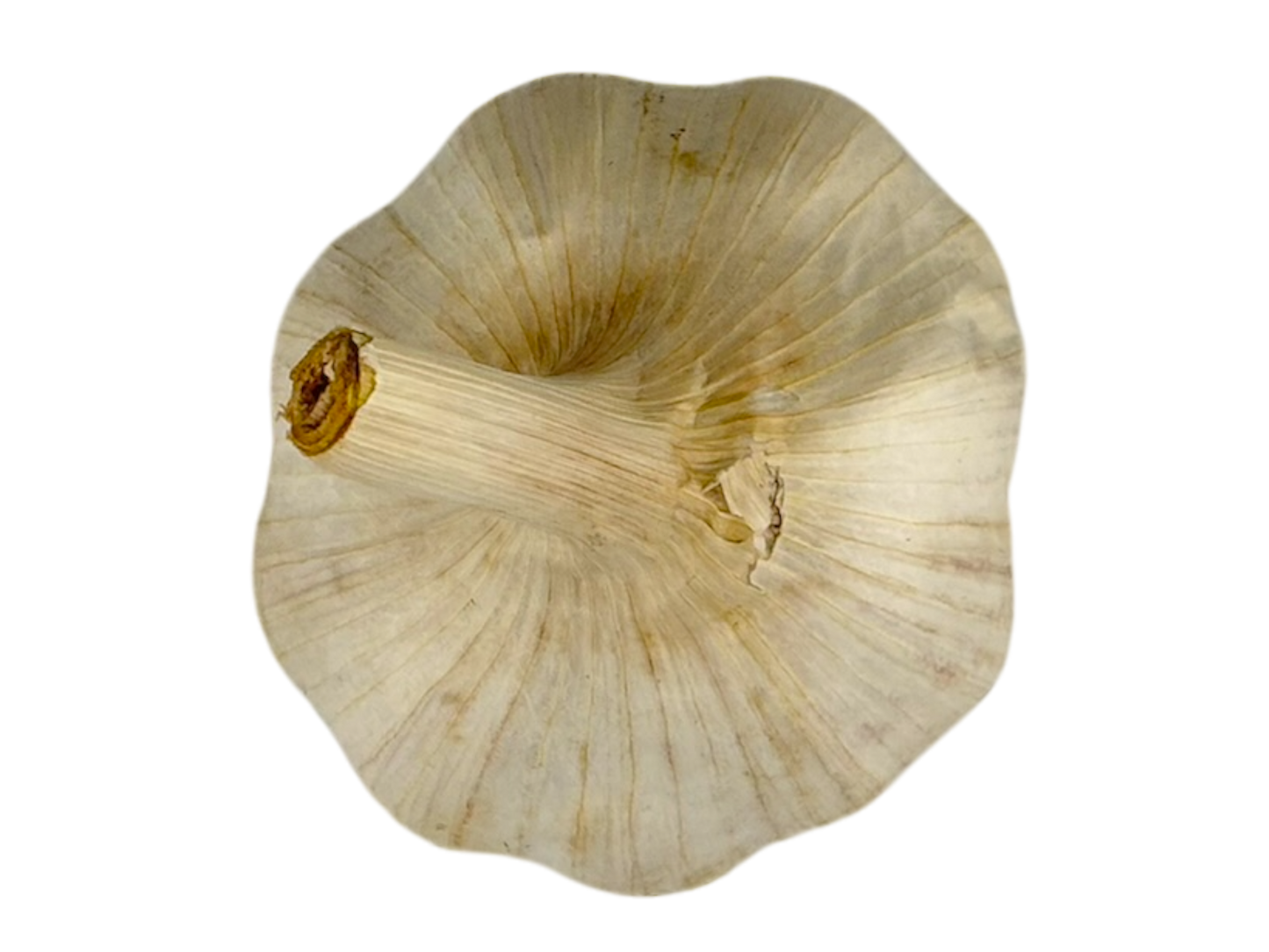 Head of Garlic