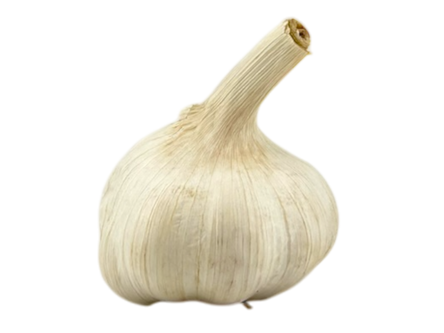 Head of Garlic