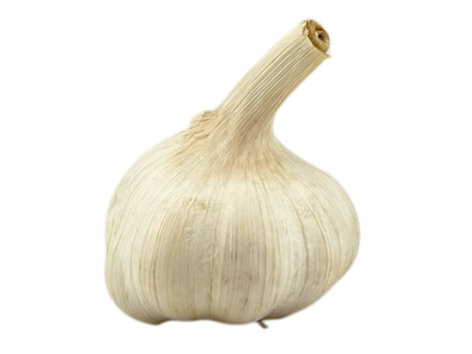 Head of Garlic