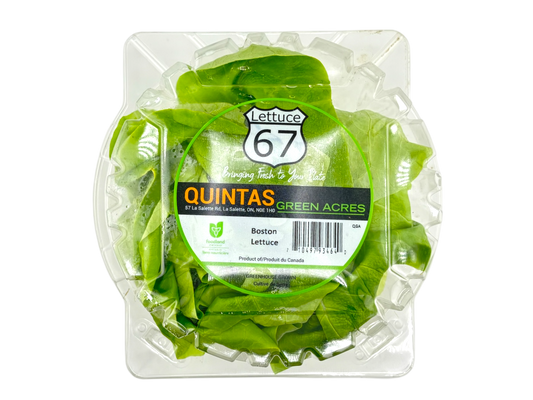 Boston Lettuce - Local