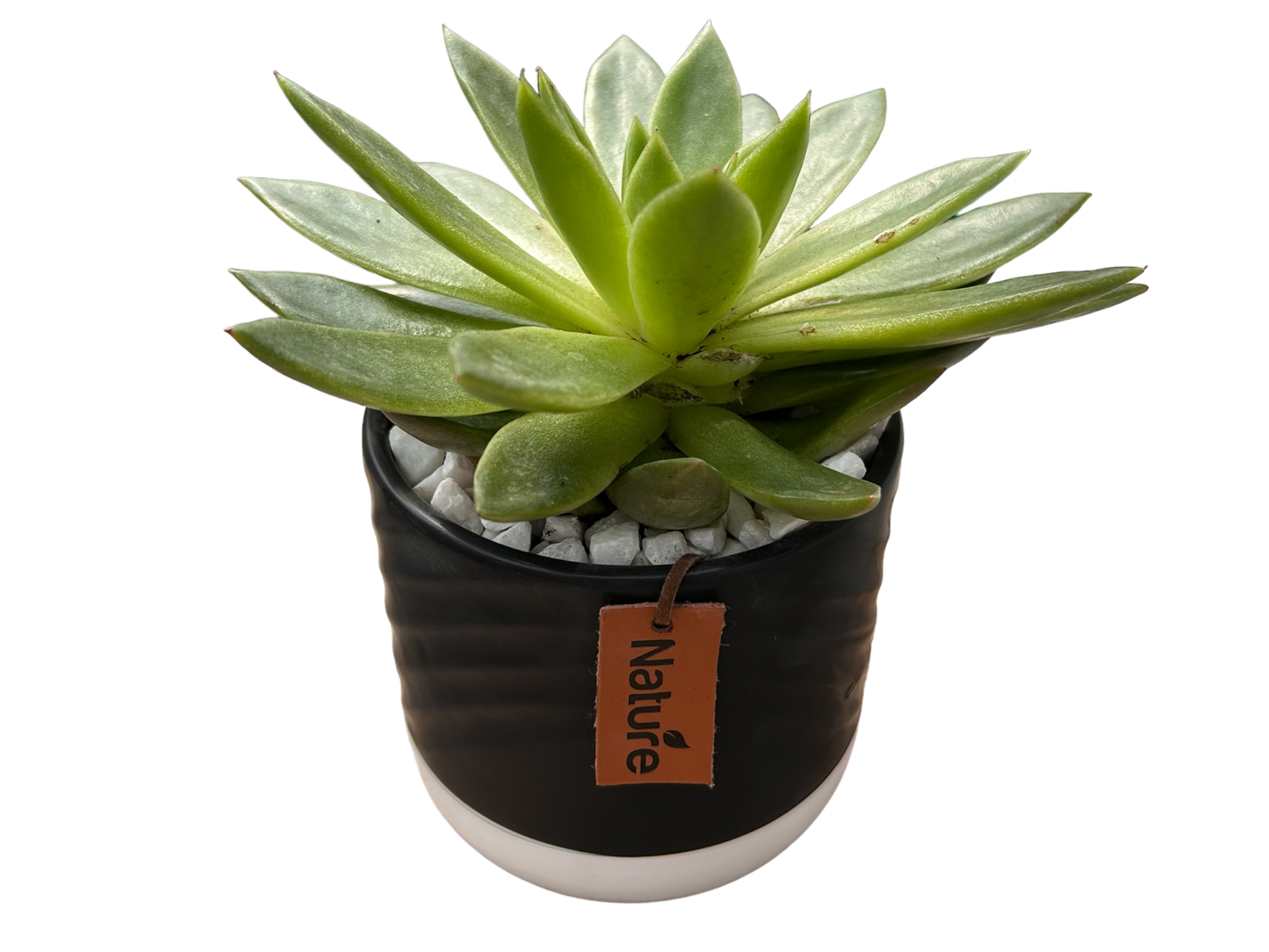 Surprise me- succulent bowls