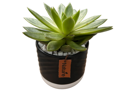 Surprise me- succulent bowls