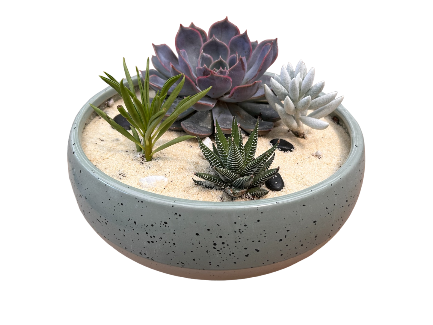 Surprise me- succulent bowls