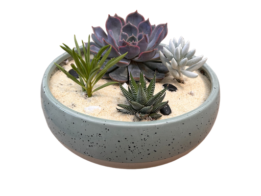 Surprise me- succulent bowls