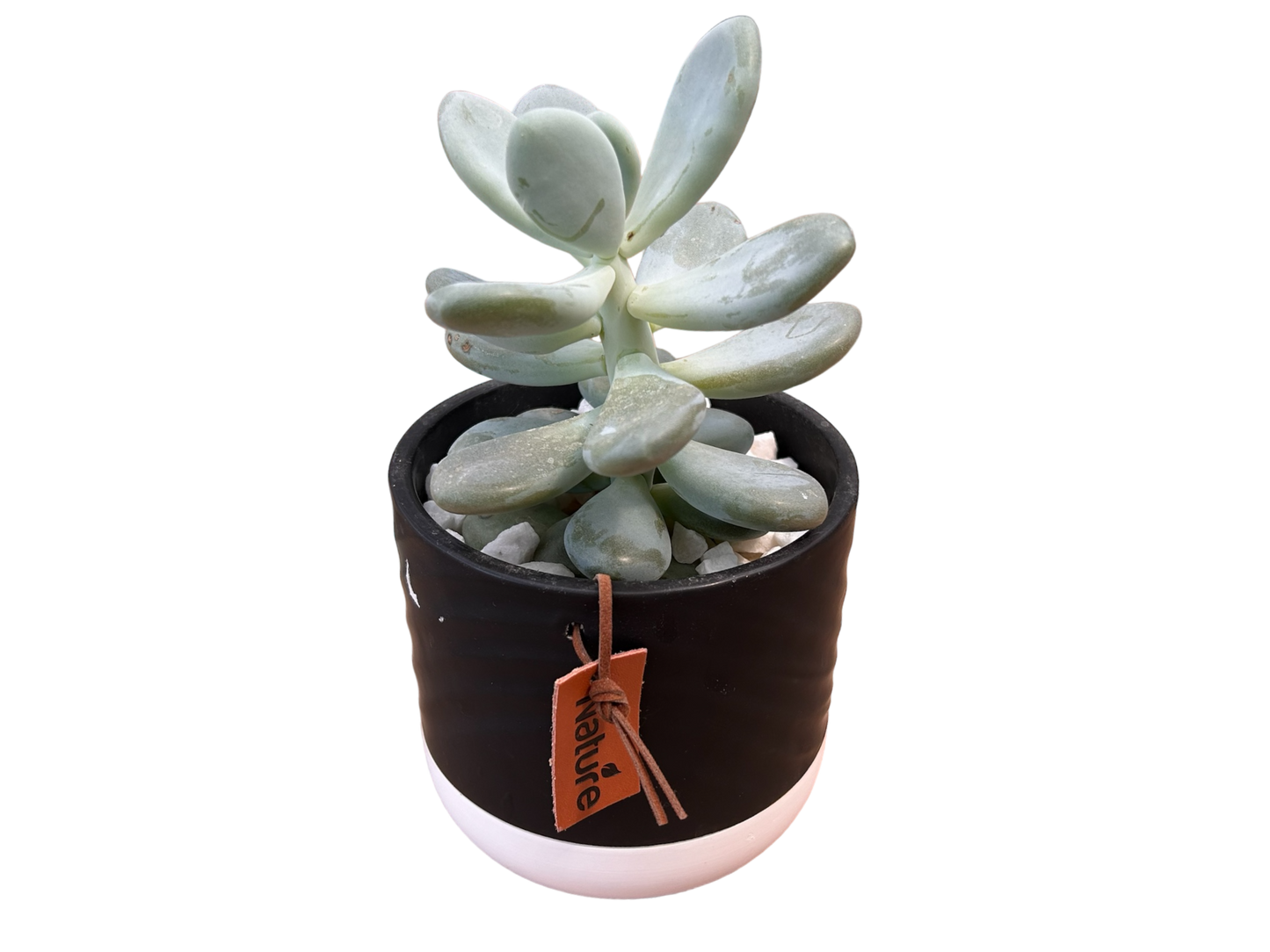 Surprise me- succulent bowls