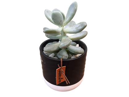 Surprise me- succulent bowls