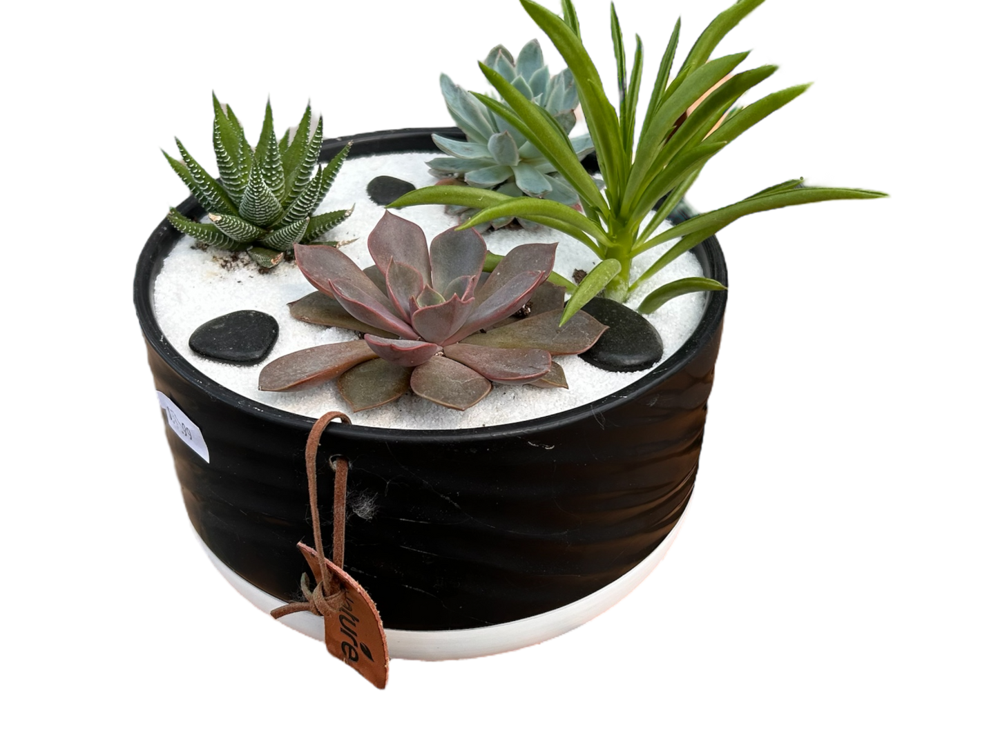 Surprise me- succulent bowls