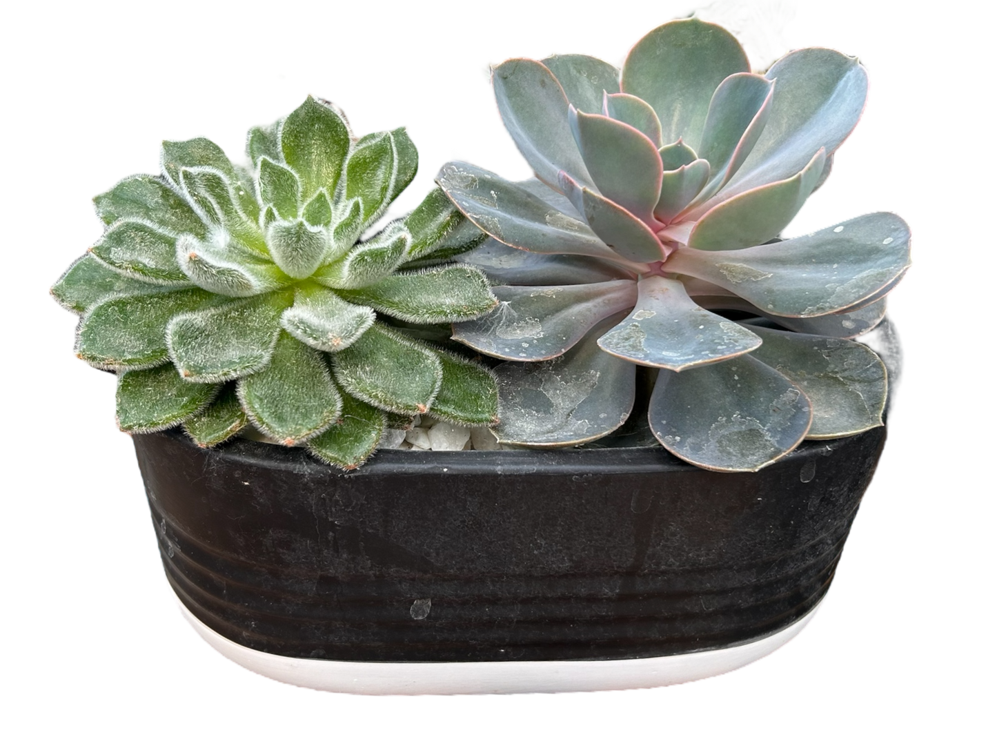 Surprise me- succulent bowls