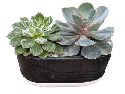 Surprise me- succulent bowls