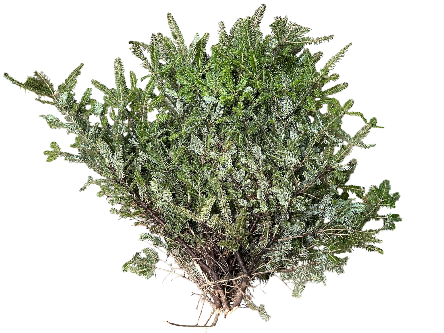 Balsam Fir