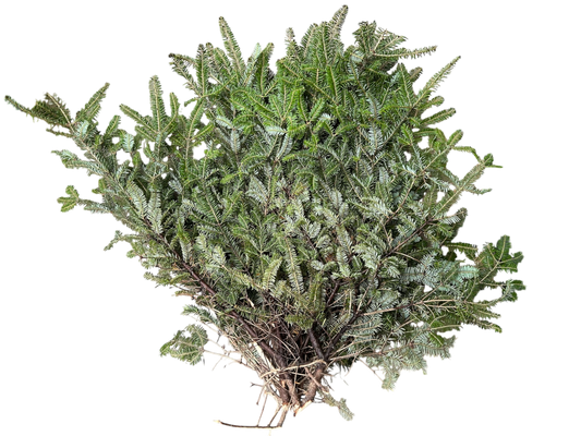 Balsam Fir