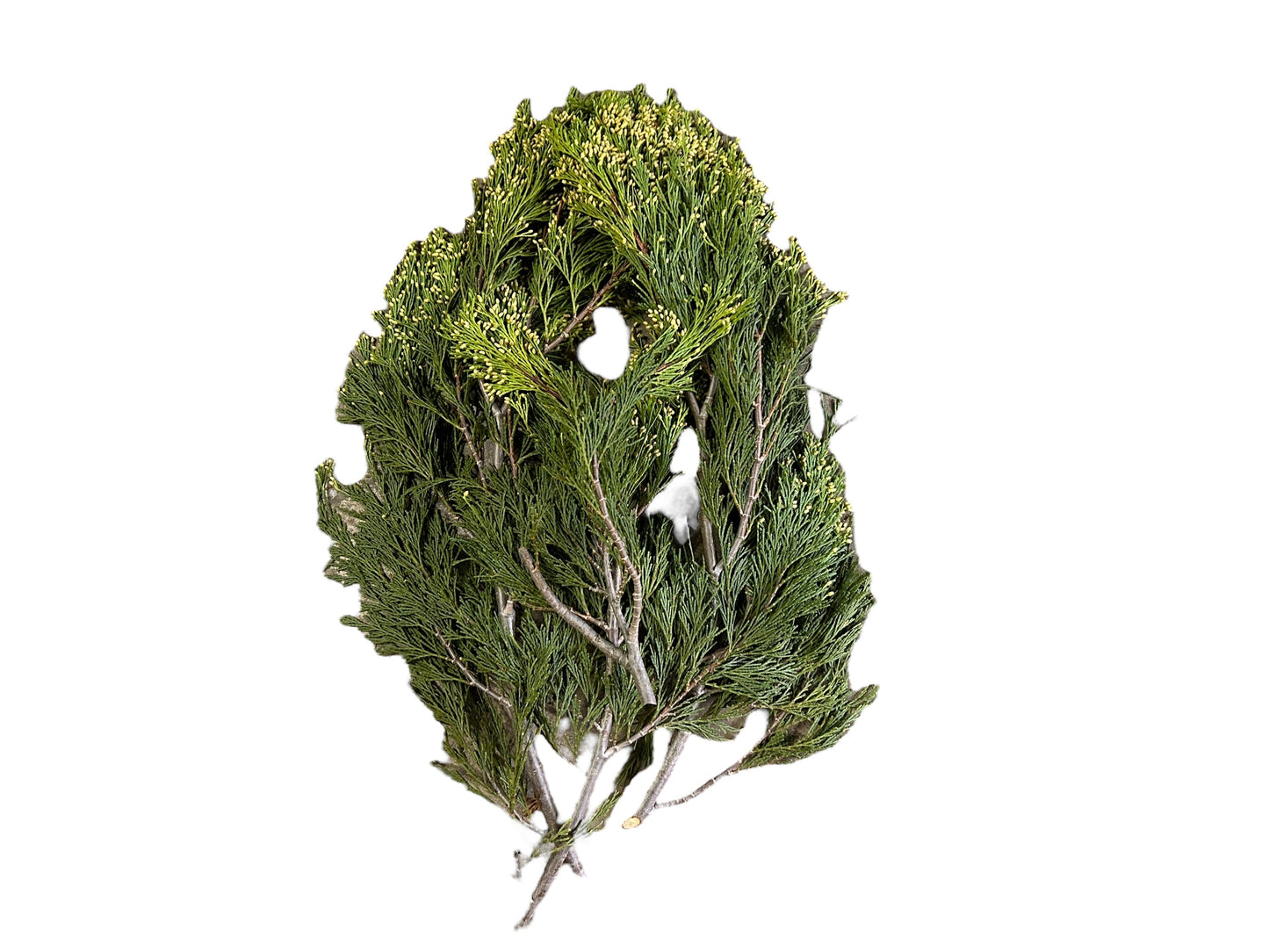 Incense Cedar