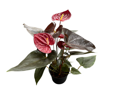 Anthurium