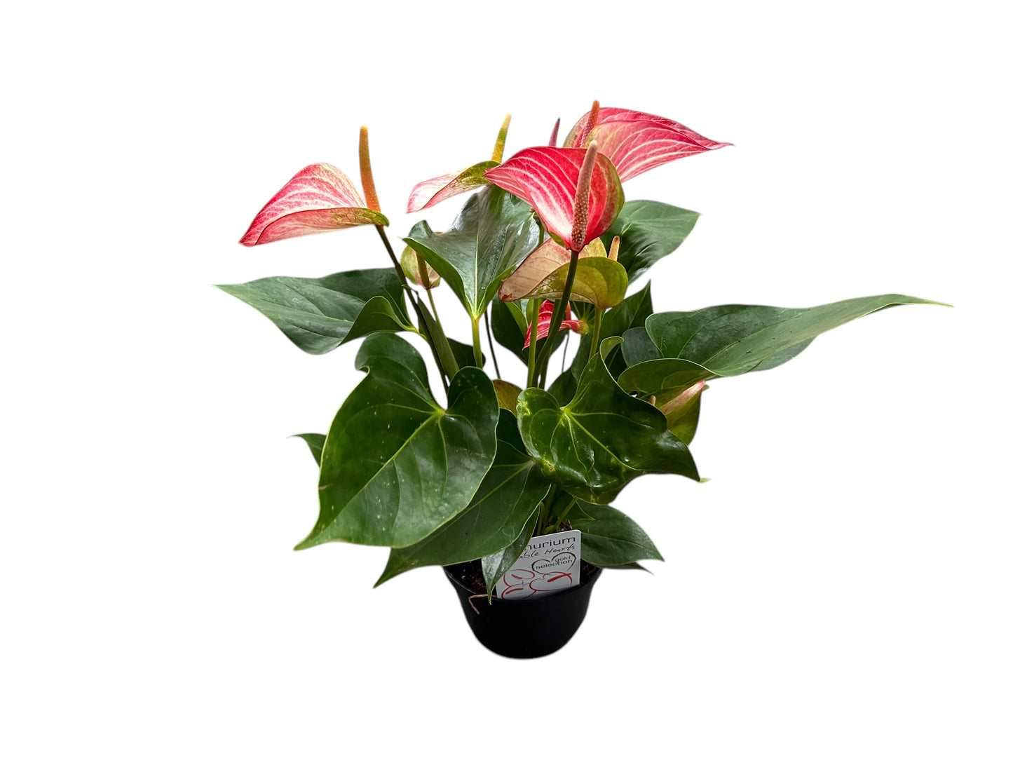 Anthurium