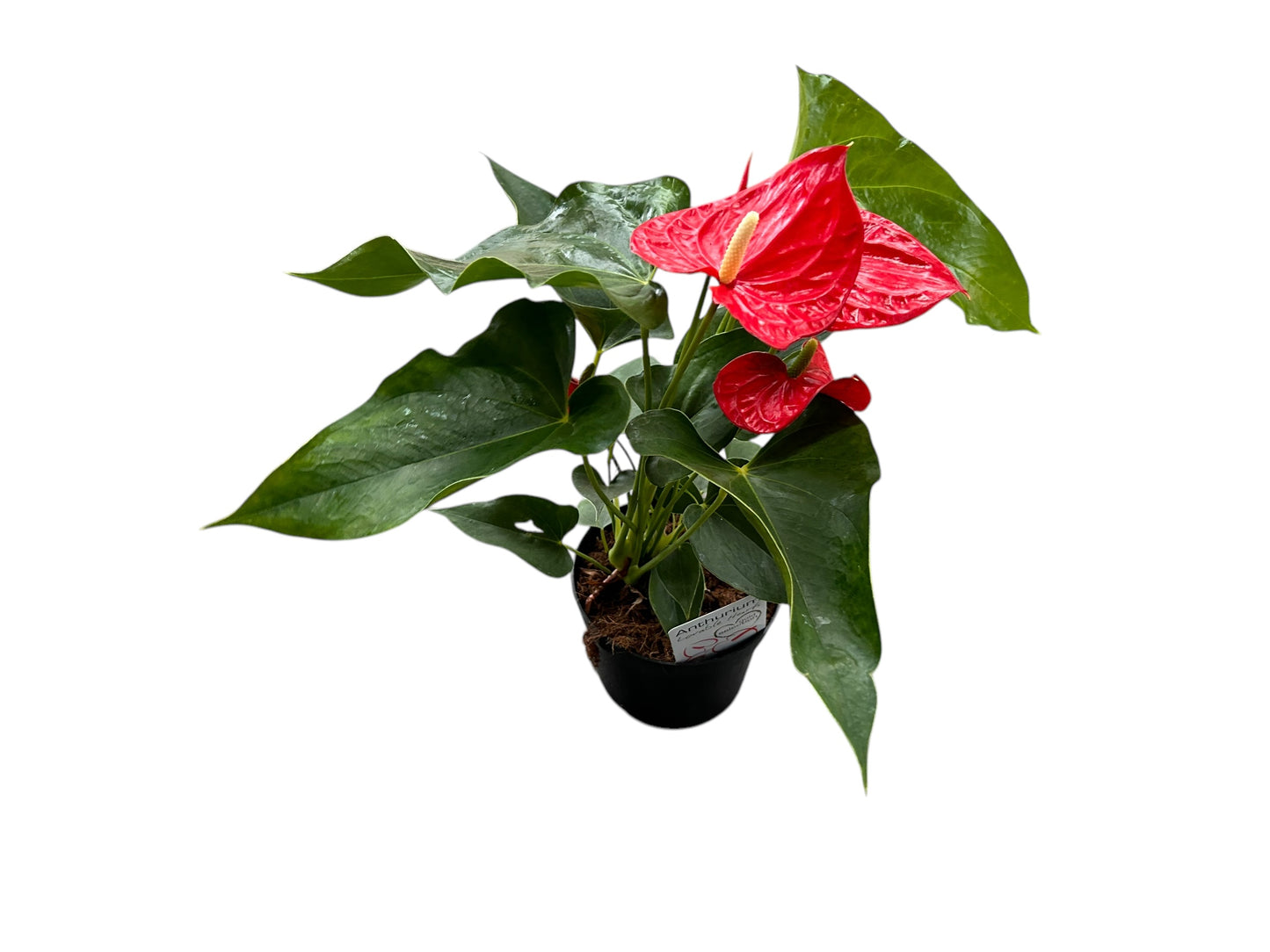 Anthurium