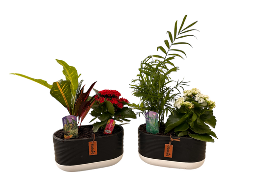 Tropical planter - black pot