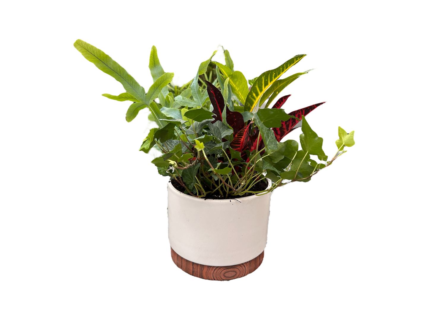 Tropical planter - White round pot