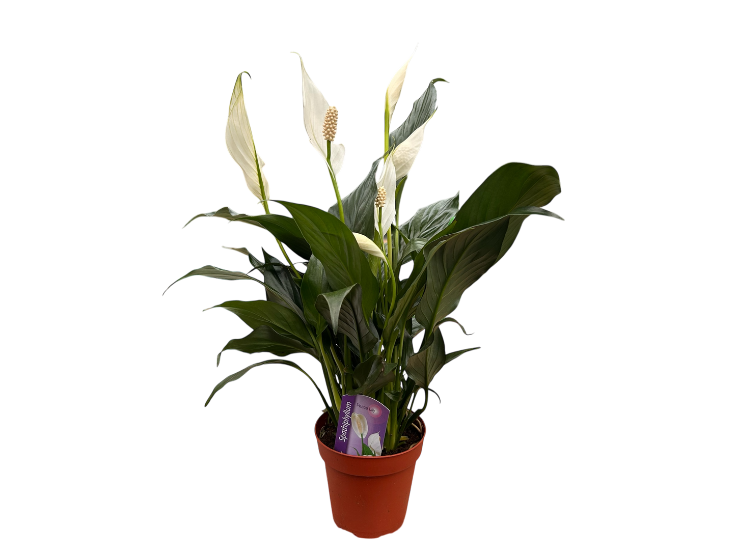 4" Spathiphyllum (Peace Lily)