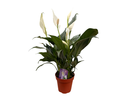 4" Spathiphyllum (Peace Lily)