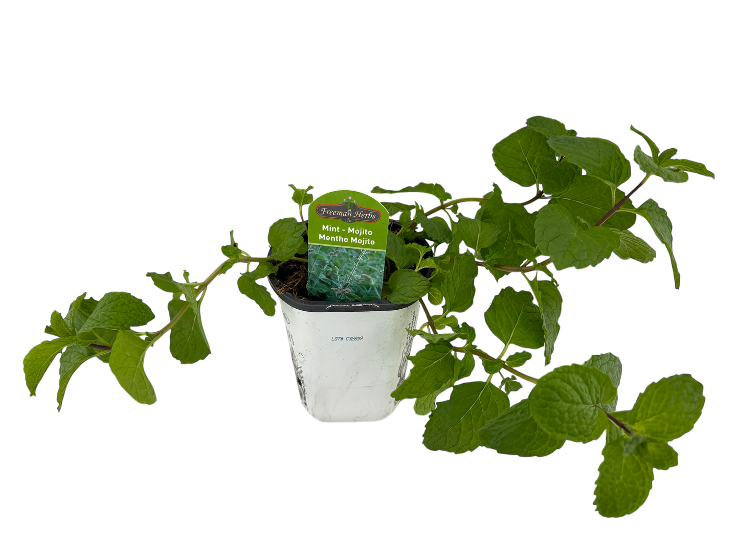 4" Mint