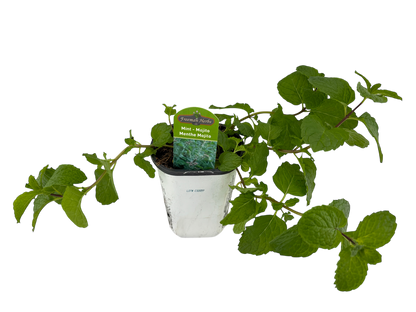 4" Mint