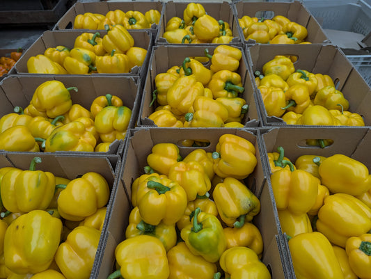 #2 Bell Pepper half bushel