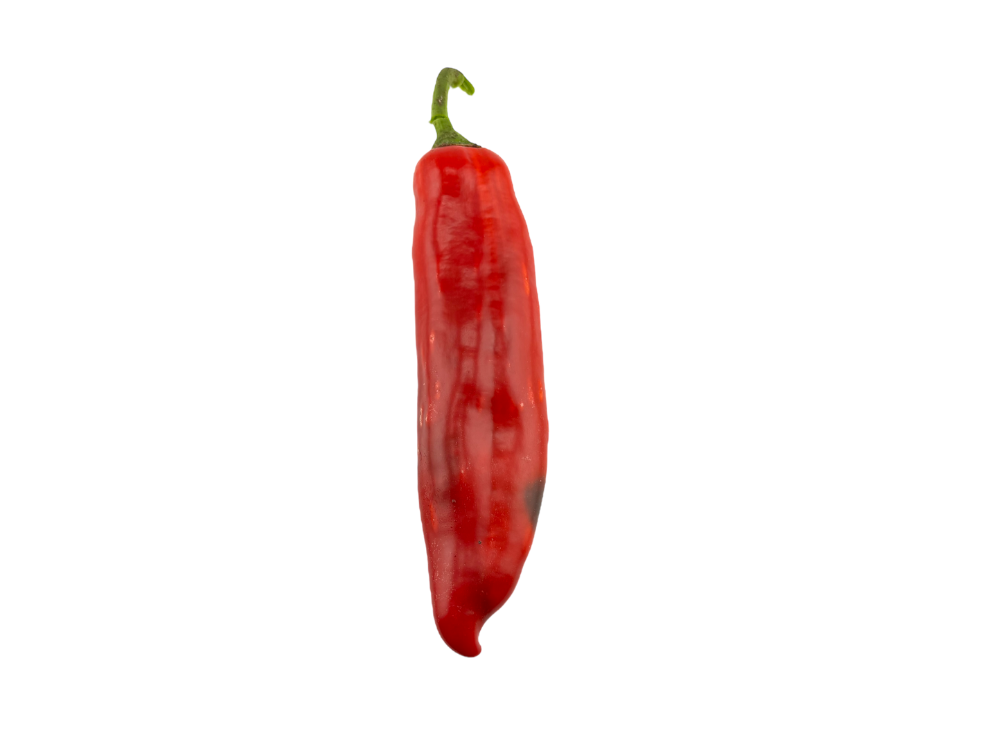 Red Shepherd Pepper - Local