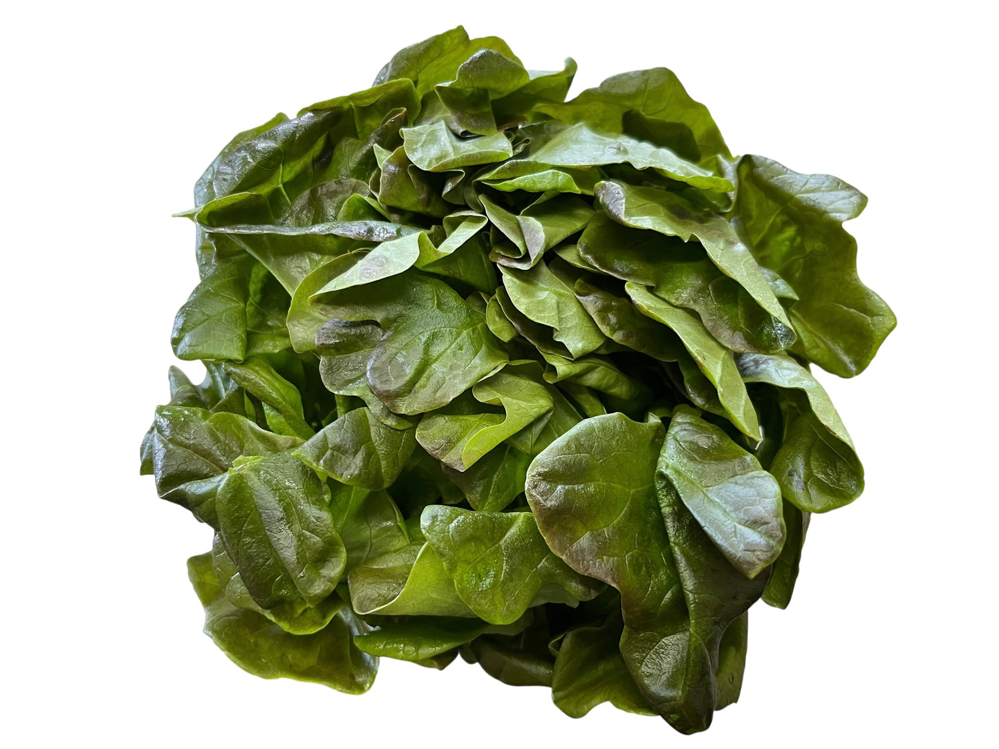 Red Boston Lettuce Clamshell - Local