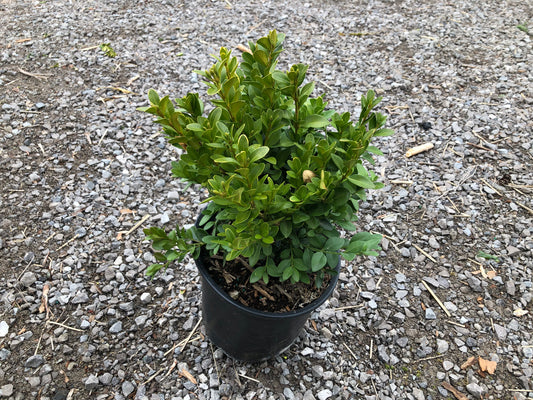 1 Gallon Boxwoods