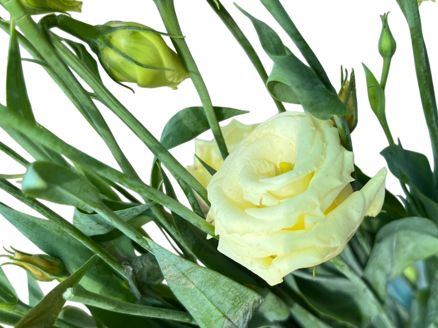 Lisianthus