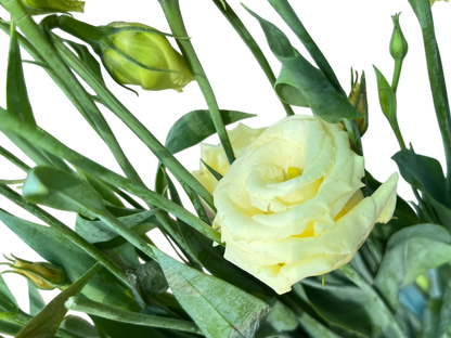 Lisianthus