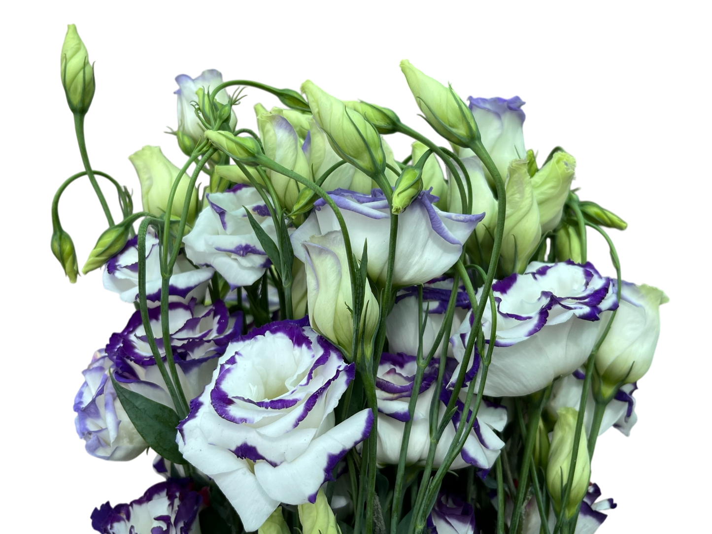 Lisianthus