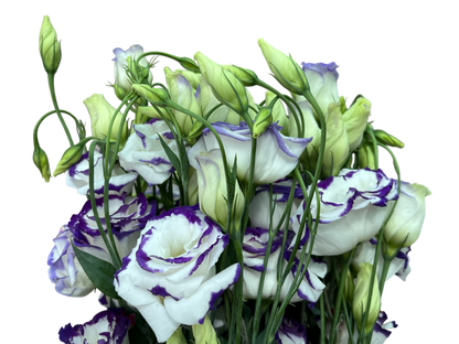 Lisianthus
